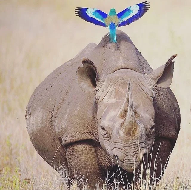 What a beautiful contrast! 🐦🦏 &mdash;&mdash;&mdash;&mdash;&mdash;&mdash;&mdash;&mdash;&mdash;&mdash;&mdash;&mdash;&mdash;&mdash;&mdash;&mdash;&mdash;&mdash;&mdash;&mdash;
🎁Want a FREE Safari?! To enter follow us &amp; Tag 5 of your friends! Then j