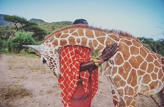 &ldquo;Thanks for the hug 🤗 🦒, if you love the wild and nature, automatically it will love you back&rdquo; &mdash;&mdash;&mdash;&mdash;&mdash;&mdash;&mdash;&mdash;&mdash;&mdash;&mdash;&mdash;&mdash;&mdash;&mdash;&mdash;&mdash;&mdash;&mdash;&mdash;
