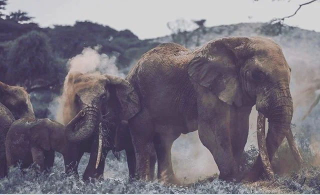 Who can tell us why elephants spray them selves with sand?  I bet you can guess even if you don&rsquo;t know! &mdash;&mdash;&mdash;&mdash;&mdash;&mdash;&mdash;&mdash;&mdash;&mdash;&mdash;&mdash;&mdash;&mdash;&mdash;&mdash;&mdash;&mdash;&mdash;&mdash;