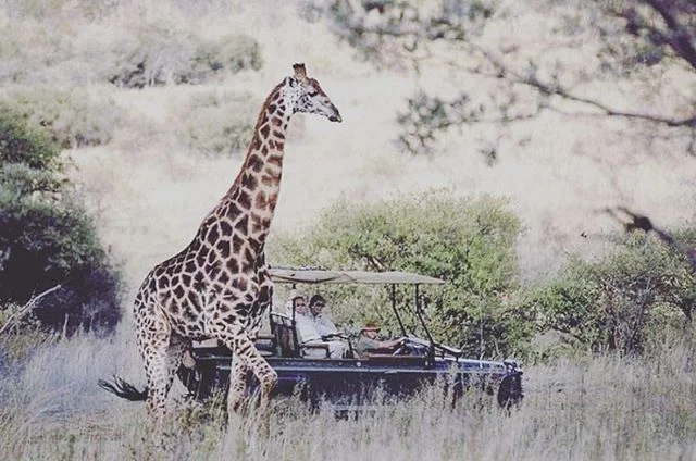 Did you know that giraffes are one of if not the most studied animal for medical research? Such a vast amount of cardiological advances have been made because of this species incredibly powerful heart and circulation system! &mdash;&mdash;&mdash;&mda