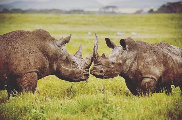 Typical? If you're looking for typical go book your trip on Tour bus. If we&rsquo;re not viewing and photographing wildlife, we're hiking the drakenesburg, we're scuba diving in Sodwana Bay, or we're having a braai in the bush over a campfire talking