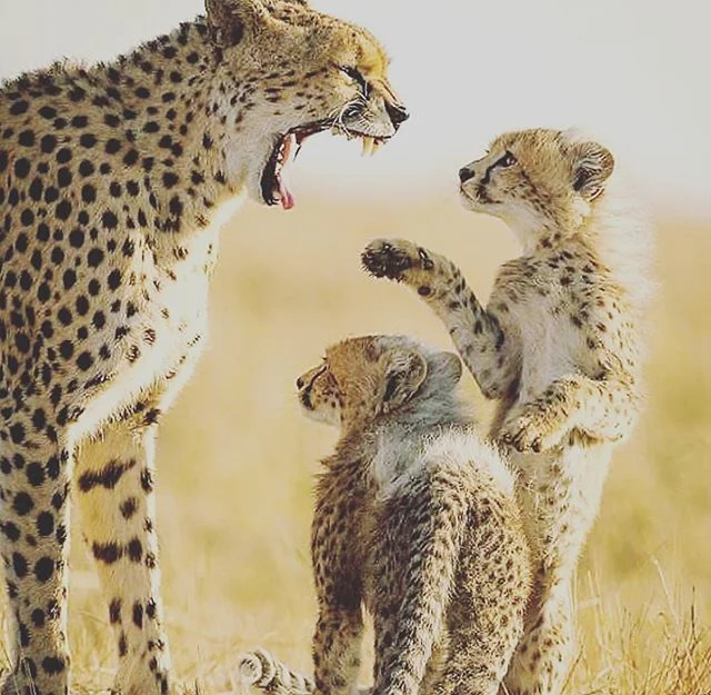 LISTEN! Did you know you can go to Africa for an all inclusive 7 day Photo Safari for only $2799?! 4 slots left for January &amp; February 2020! &mdash;&mdash;&mdash;&mdash;&mdash;&mdash;&mdash;&mdash;&mdash;&mdash;&mdash;&mdash;&mdash;&mdash;&mdash;