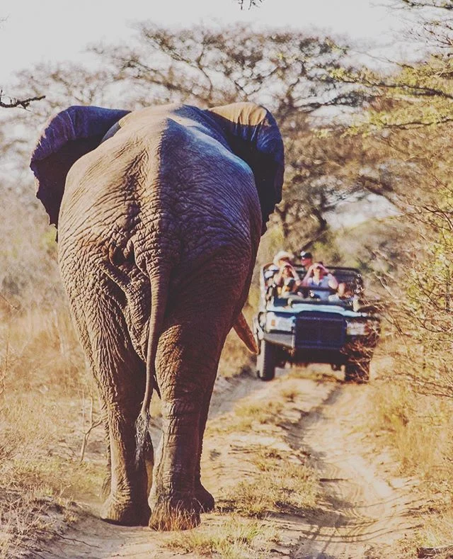 Maybe this Bull African Elephant didn&rsquo;t get the memo that this is a one lane road... what would you do?
&mdash;&mdash;&mdash;&mdash;&mdash;&mdash;&mdash;&mdash;&mdash;&mdash;&mdash;&mdash;&mdash;&mdash;&mdash;&mdash;&mdash;&mdash;&mdash;&mdash;