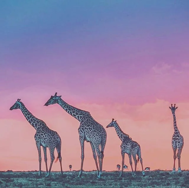 Have any questions about traveling to Africa or wildlife? Just ask us! Not only do we guide expeditions and safaris but we are educated wildlife ecologists! &mdash;&mdash;&mdash;&mdash;&mdash;&mdash;&mdash;&mdash;&mdash;&mdash;&mdash;&mdash;&mdash;&m