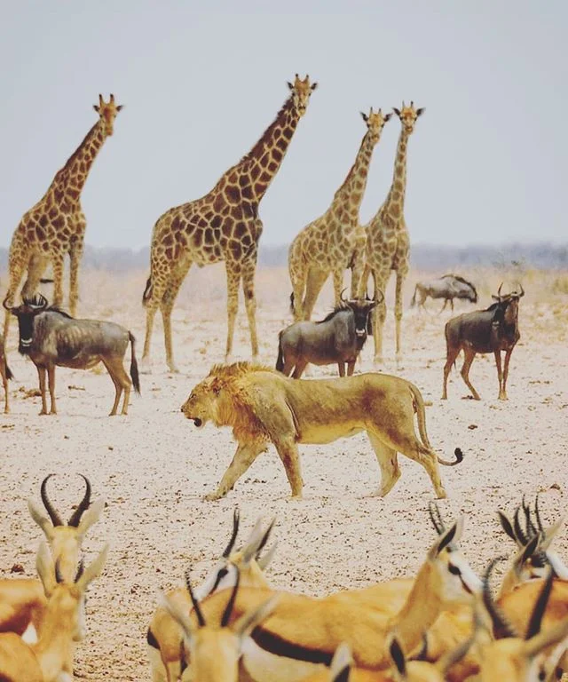 When you&rsquo;re a boss, you know it. 🦁 &mdash;&mdash;&mdash;&mdash;&mdash;&mdash;&mdash;&mdash;&mdash;&mdash;&mdash;&mdash;&mdash;&mdash;&mdash;&mdash;&mdash;&mdash;&mdash;&mdash;
🎁Want a FREE Safari?! To enter follow us &amp; Tag 5 of your frien