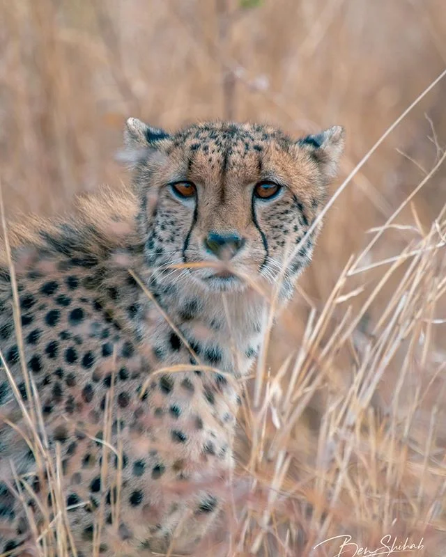 It&rsquo;s word cheetah day! Fun fact did you know cheetahs can not retract their claws? This aides them in running and turning at high speeds! .
.
.
.
.
 #animal #internationalcheetahday #animals #cute #africa #catsofinstagram #nature #love #travel 