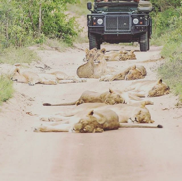 Seems like a good place to take a rest, someone conveniently cleared an area just for them 🦁 &mdash;&mdash;&mdash;&mdash;&mdash;&mdash;&mdash;&mdash;&mdash;&mdash;&mdash;&mdash;&mdash;&mdash;&mdash;&mdash;&mdash;&mdash;&mdash;&mdash;
🎁Want a FREE S