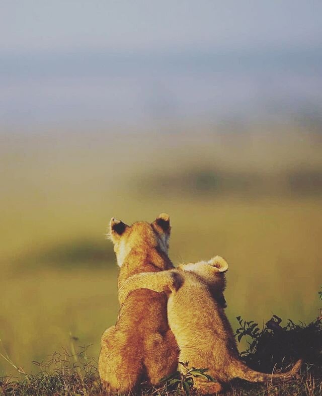 Let&rsquo;s make 2020 a better year together.

______________🐘🦒🦏🐆 ______________
Join us for an African Safari guided by Ben Shihab @The_Wolf_Shark Expedition Guide, Wildlife Ecologist, Photographer along with local South African Safari Field Gui