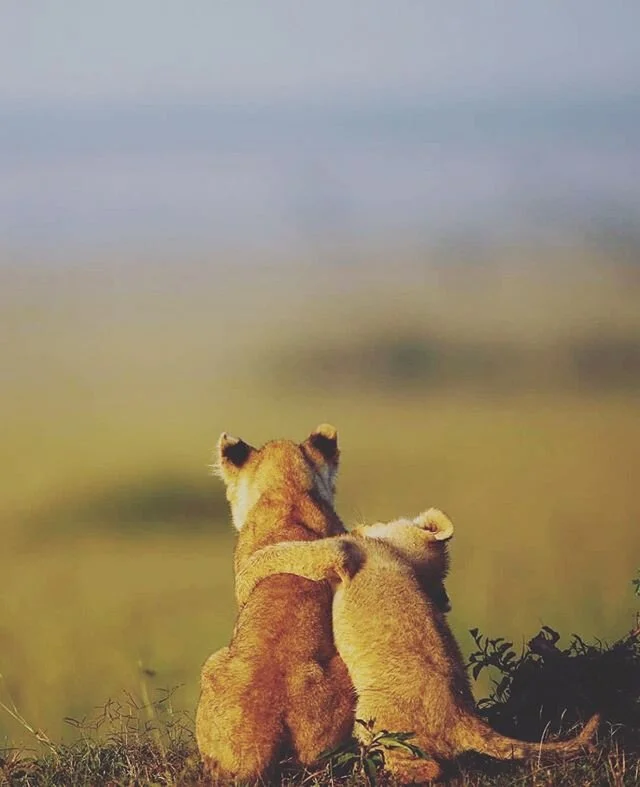 Let&rsquo;s make 2020 a better year together.

______________🐘🦒🦏🐆 ______________
Join us for an African Safari guided by Ben Shihab @The_Wolf_Shark Expedition Guide, Wildlife Ecologist, Photographer along with local South African Safari Field Gui