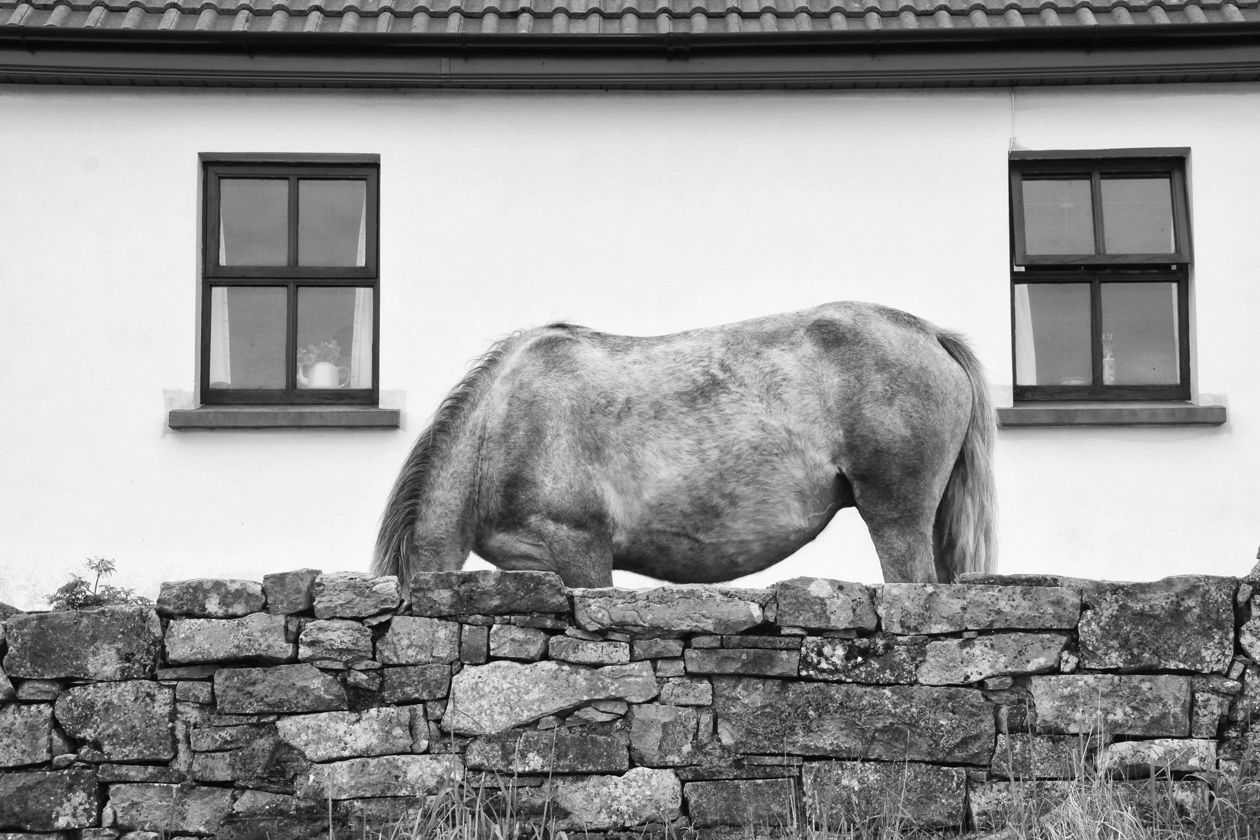 The Horse Named Grace PP.jpg