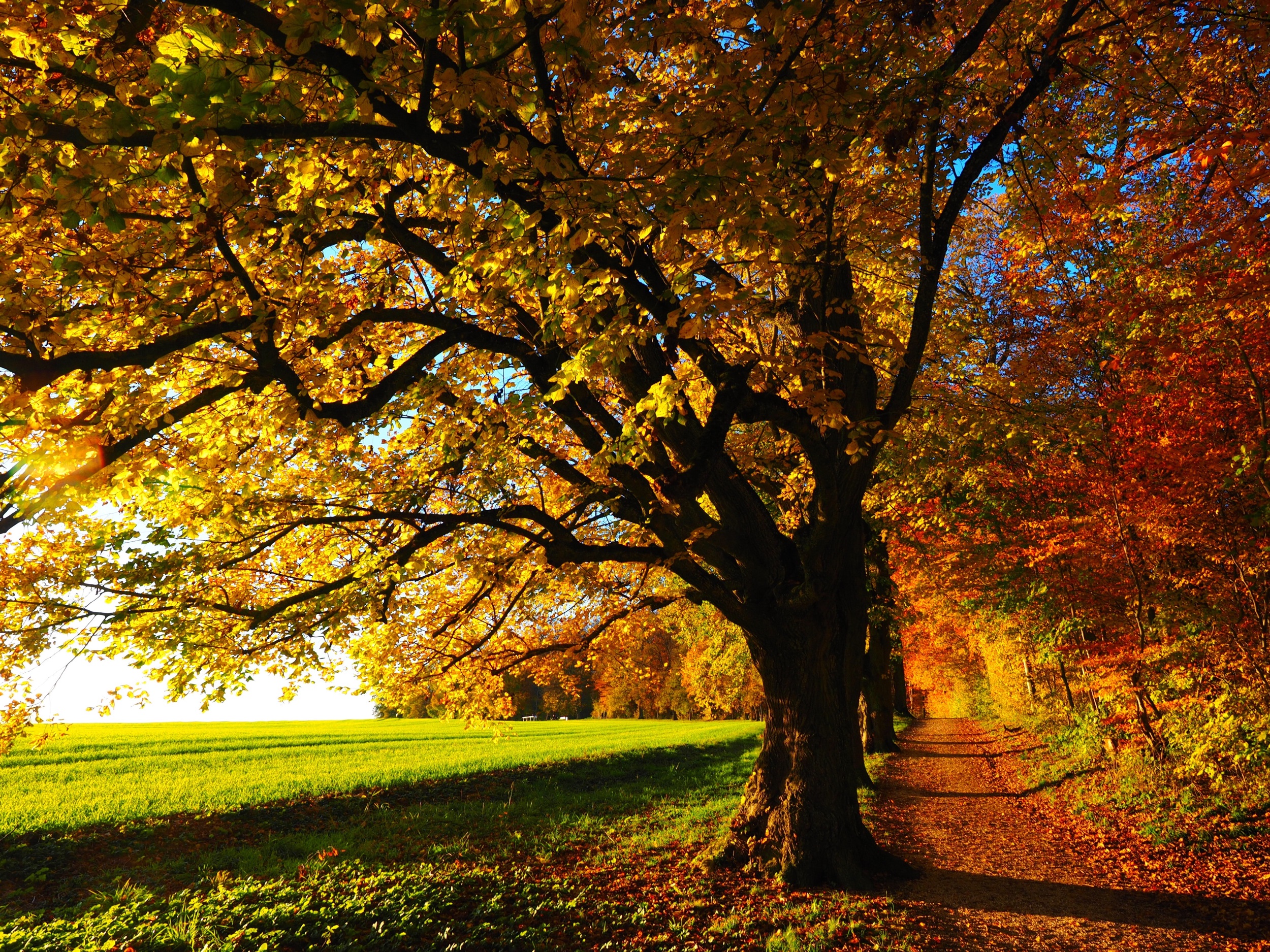 You can find color inspiration in nature
