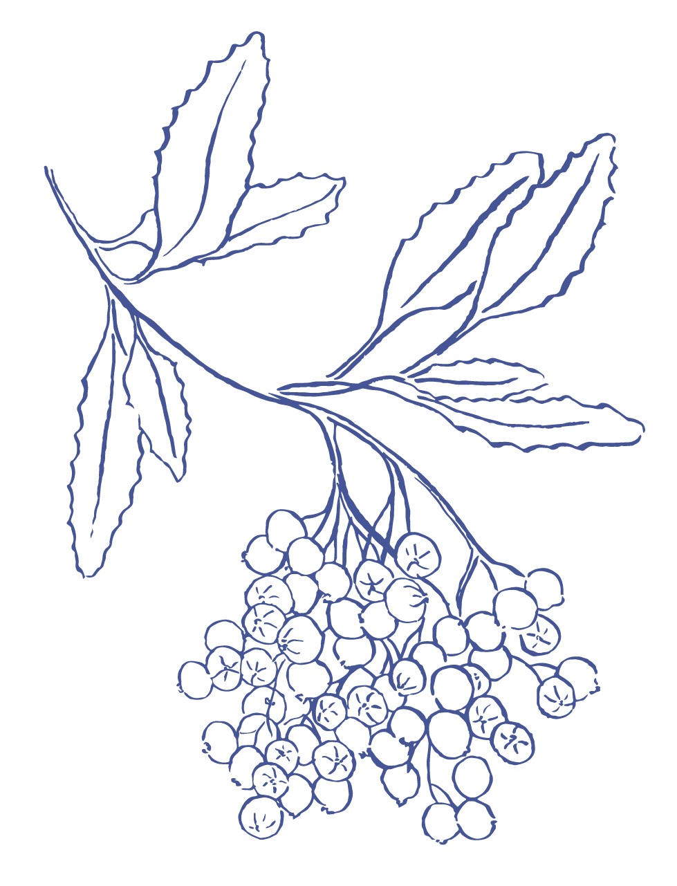 Toyon-Sprig-Justina-Freel-01.png