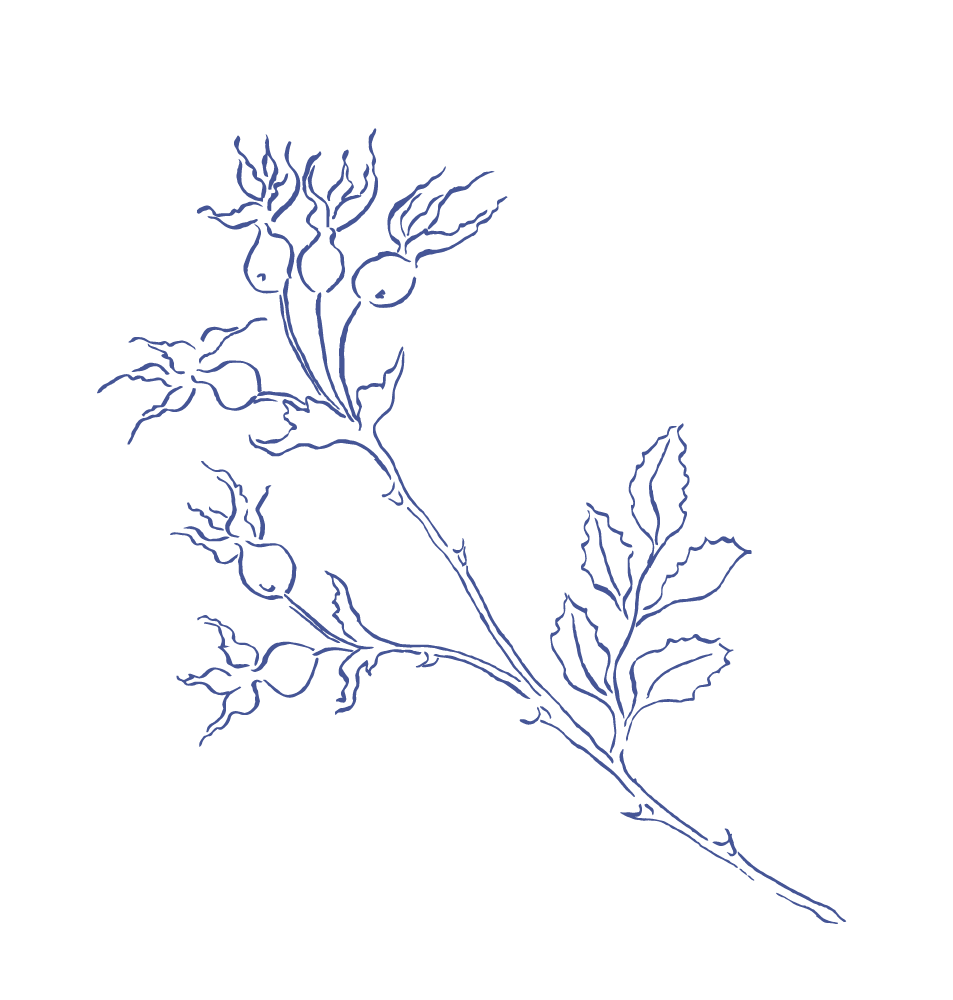 Justina-Freel-Sprigs-01 rose hip.png