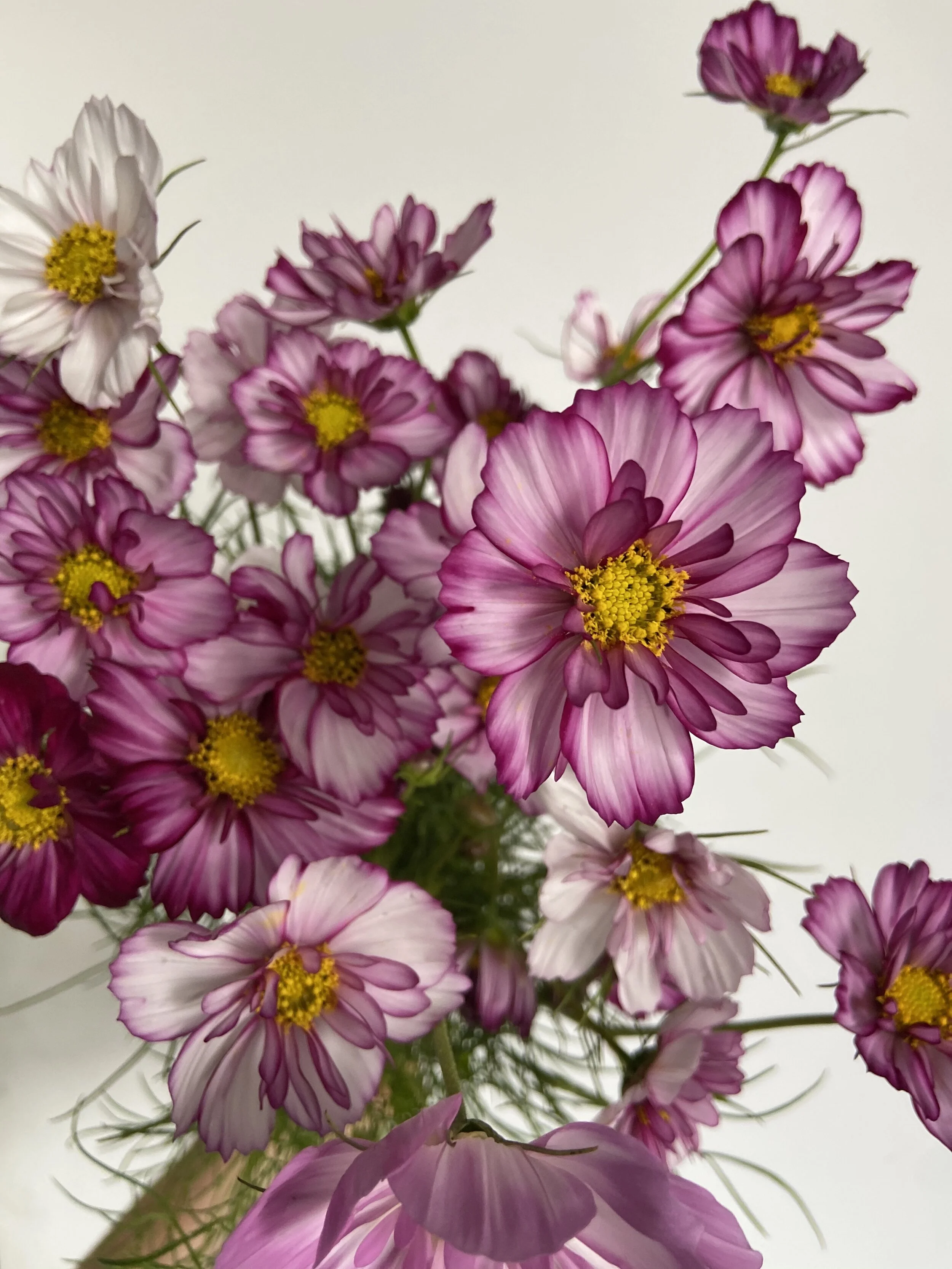Why Slow Flowers Cosmos Are One Good Reason Molly Oliver Flowers