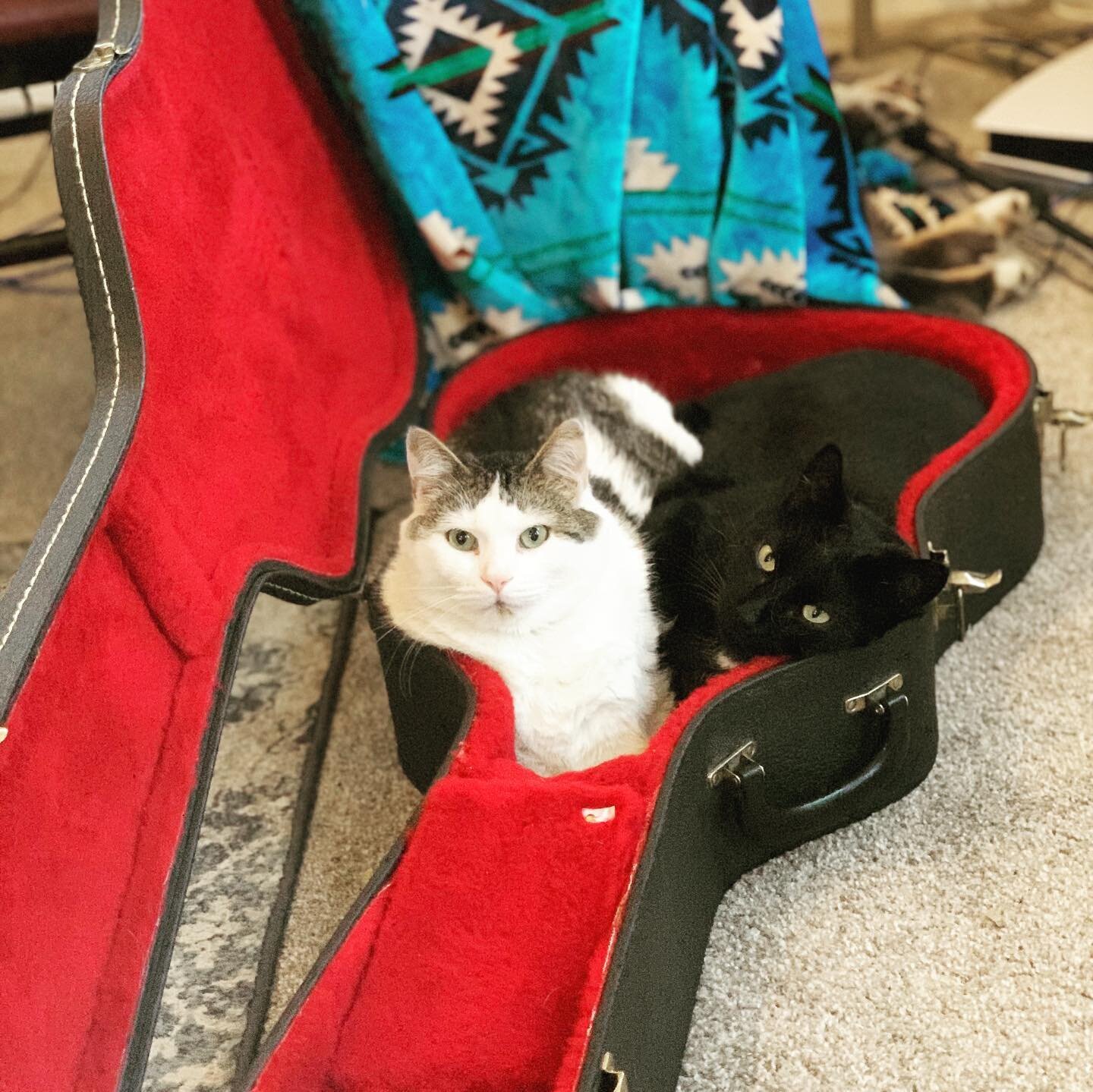 These groupies keep showing up at all my Zoom concerts&hellip; but in person! From MN to NM to CA, I can&rsquo;t seem to shake these loyal fans 😂❤️😻🐈&zwj;⬛

#catsofinstagram #groupie #musiciansofinstagram #guitarcase #cozy #catlover #minnesotamusi