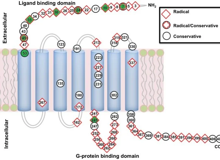 LI_Social_Blog_MolecularVariationAVP1-700x510.jpg