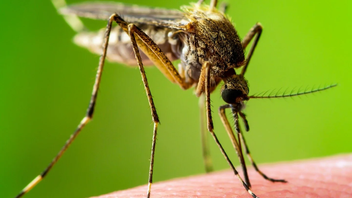 Tips to Rid Your Community of Mosquito Breeding Sites