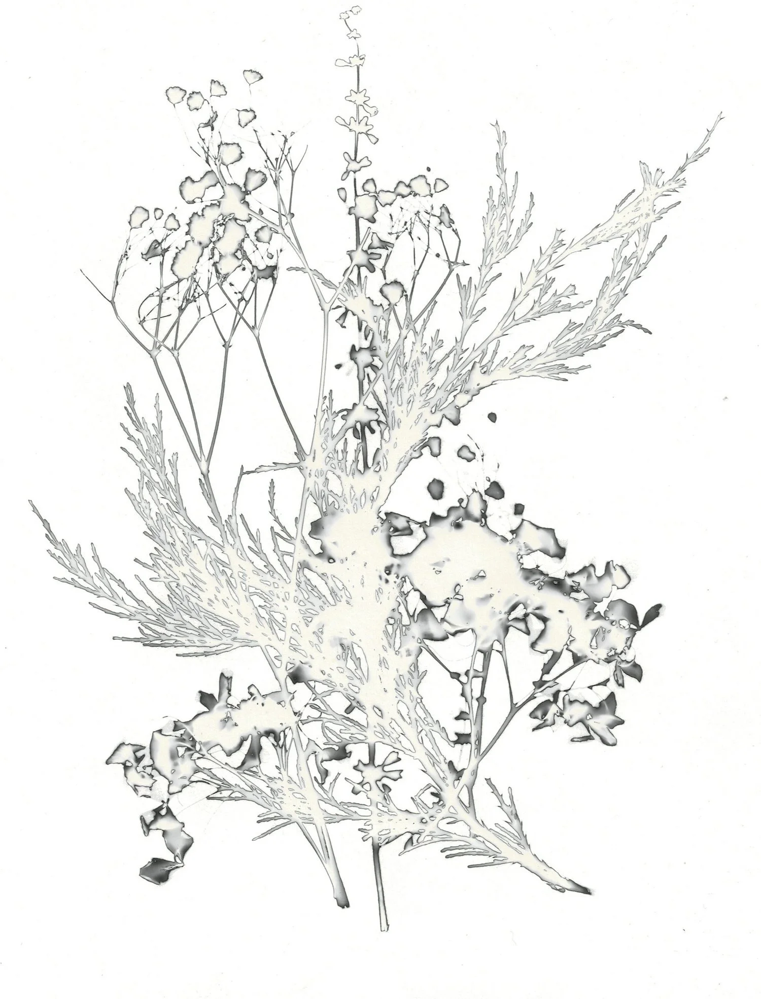  Mordançaged Gelatin Silver Print, 2023. 