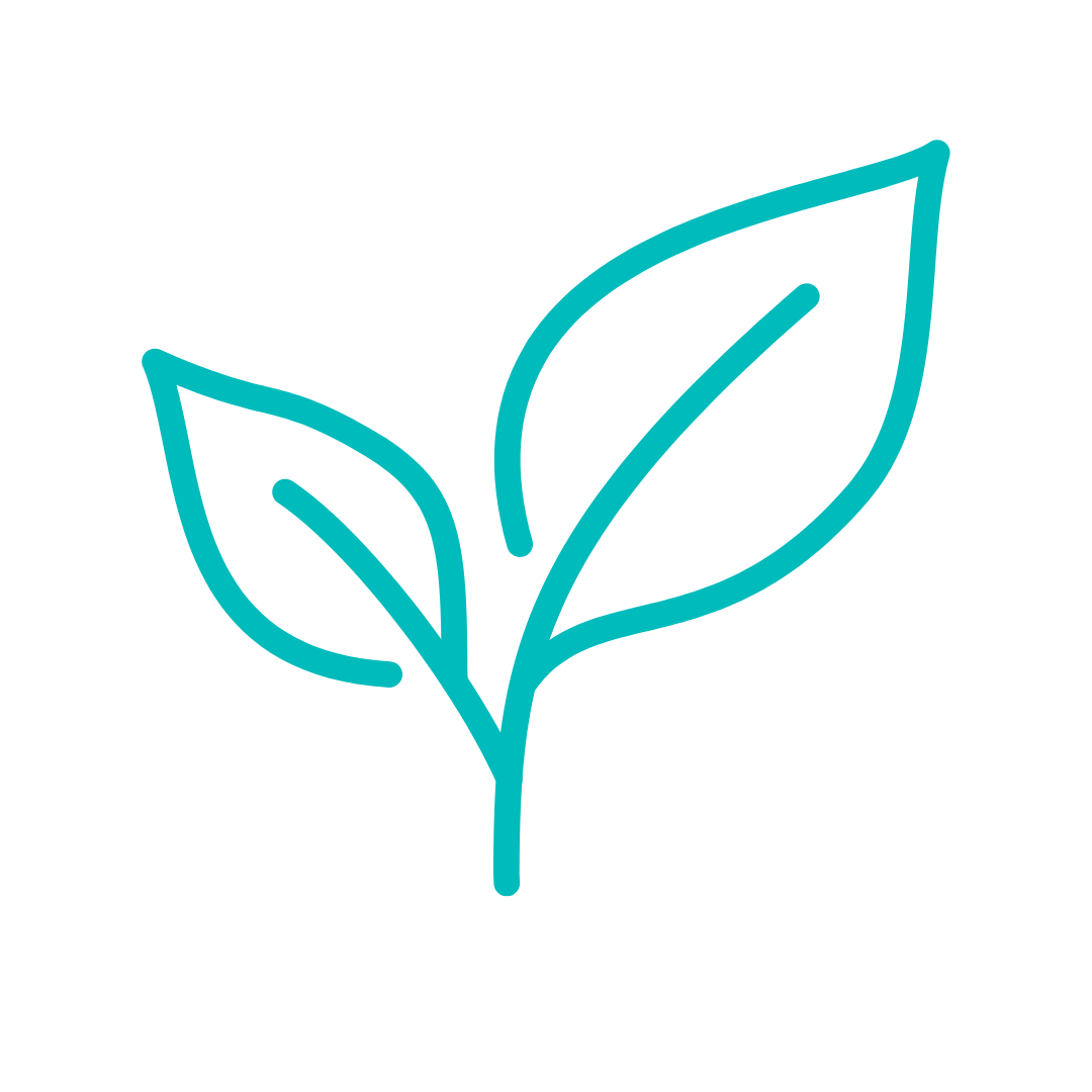 Simple line drawing of a plant with three leaves in turquoise color.