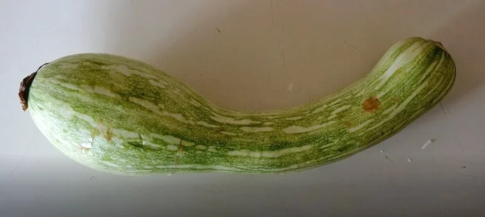 Marrow is widely available in Cyprus during summer months