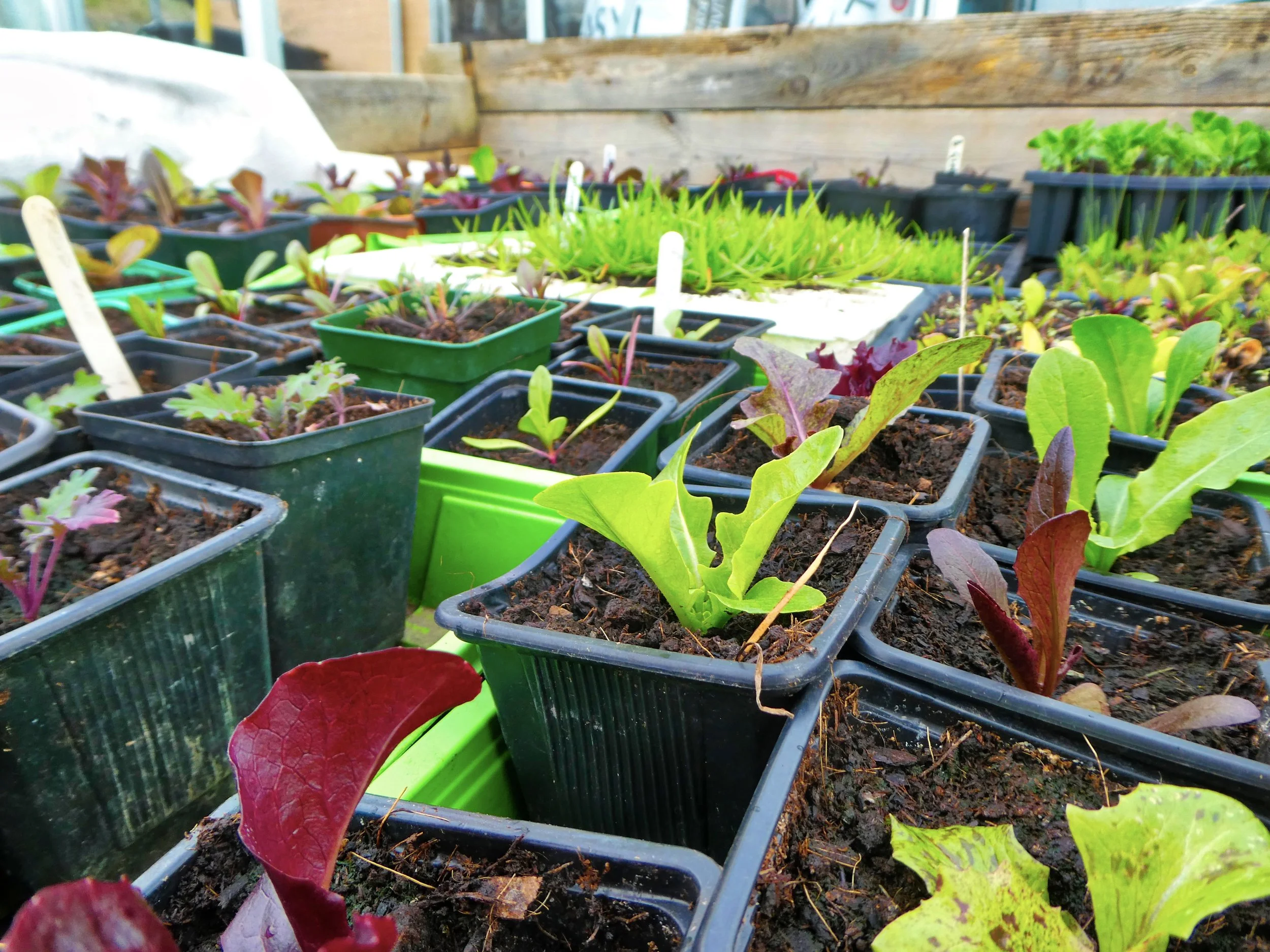 Lettuce, kale and buckshorn plantain coming on happily too.