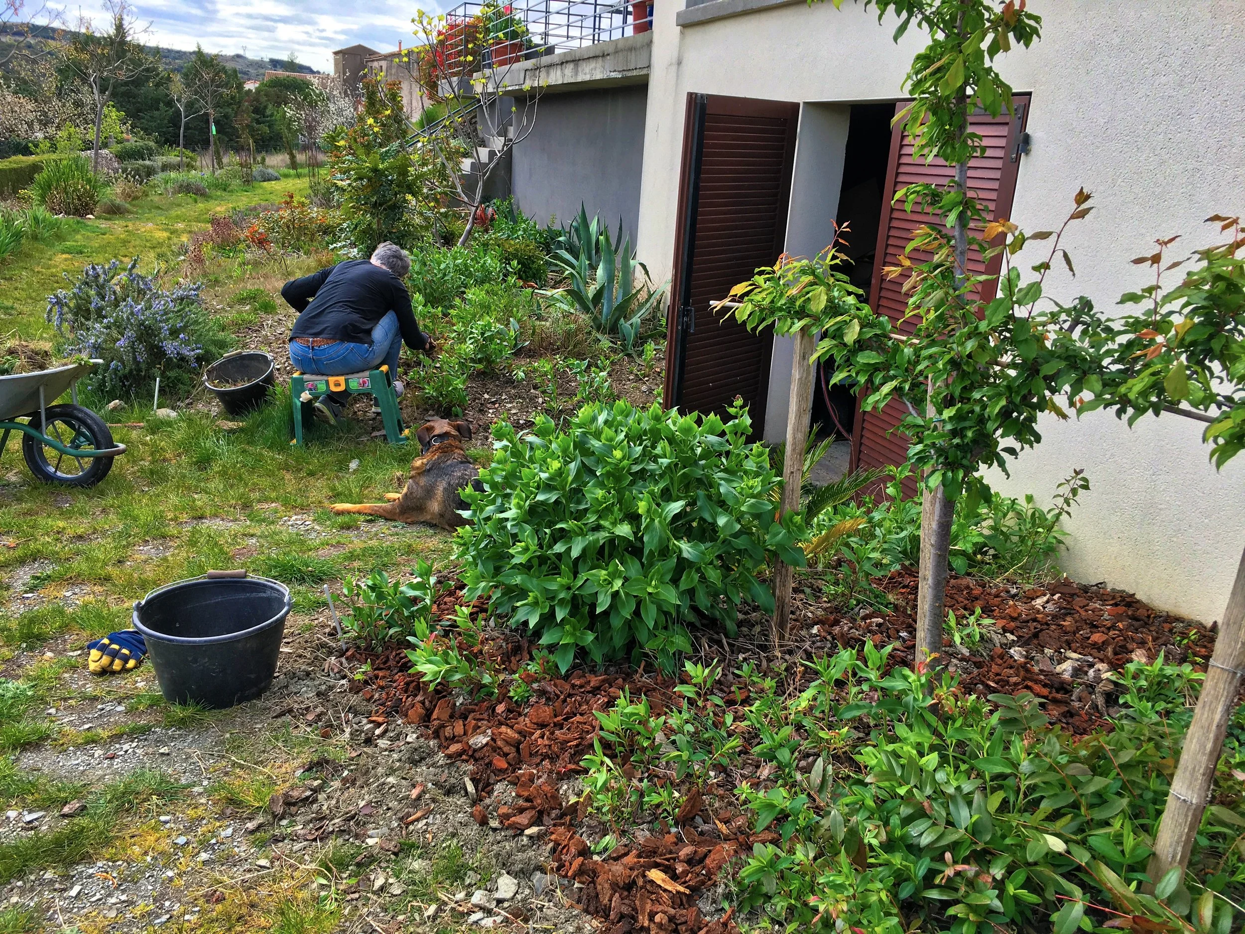 Ali & Scout help with weeding