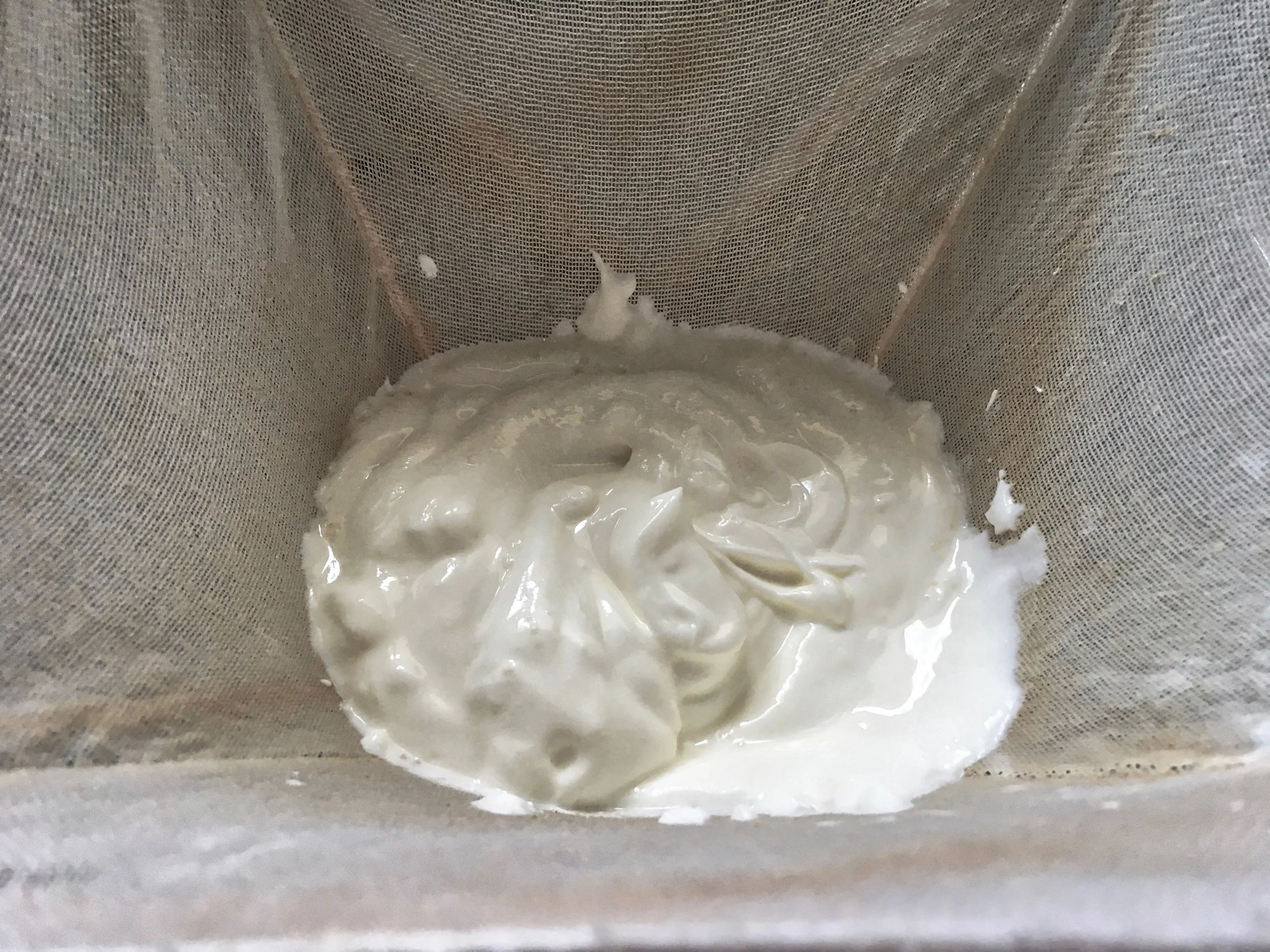 Greek yoghurt suspended in muslin