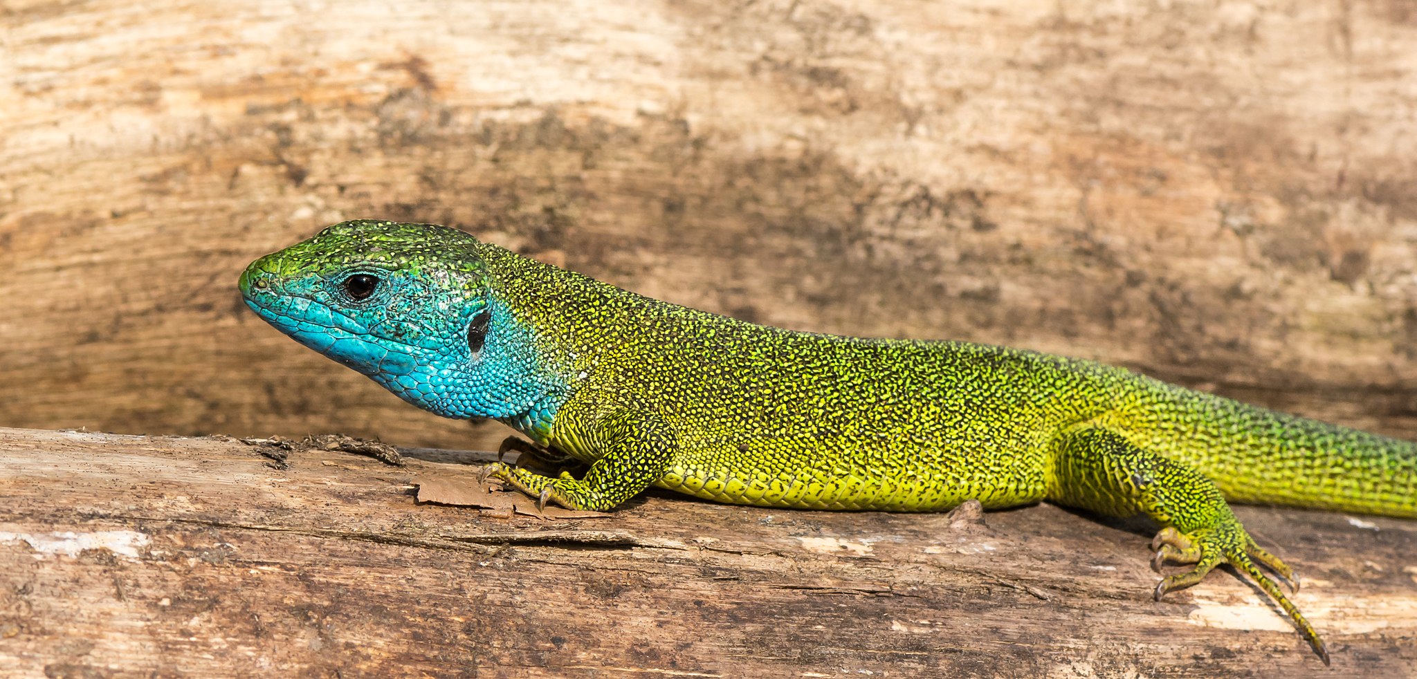 Lacerta viridis