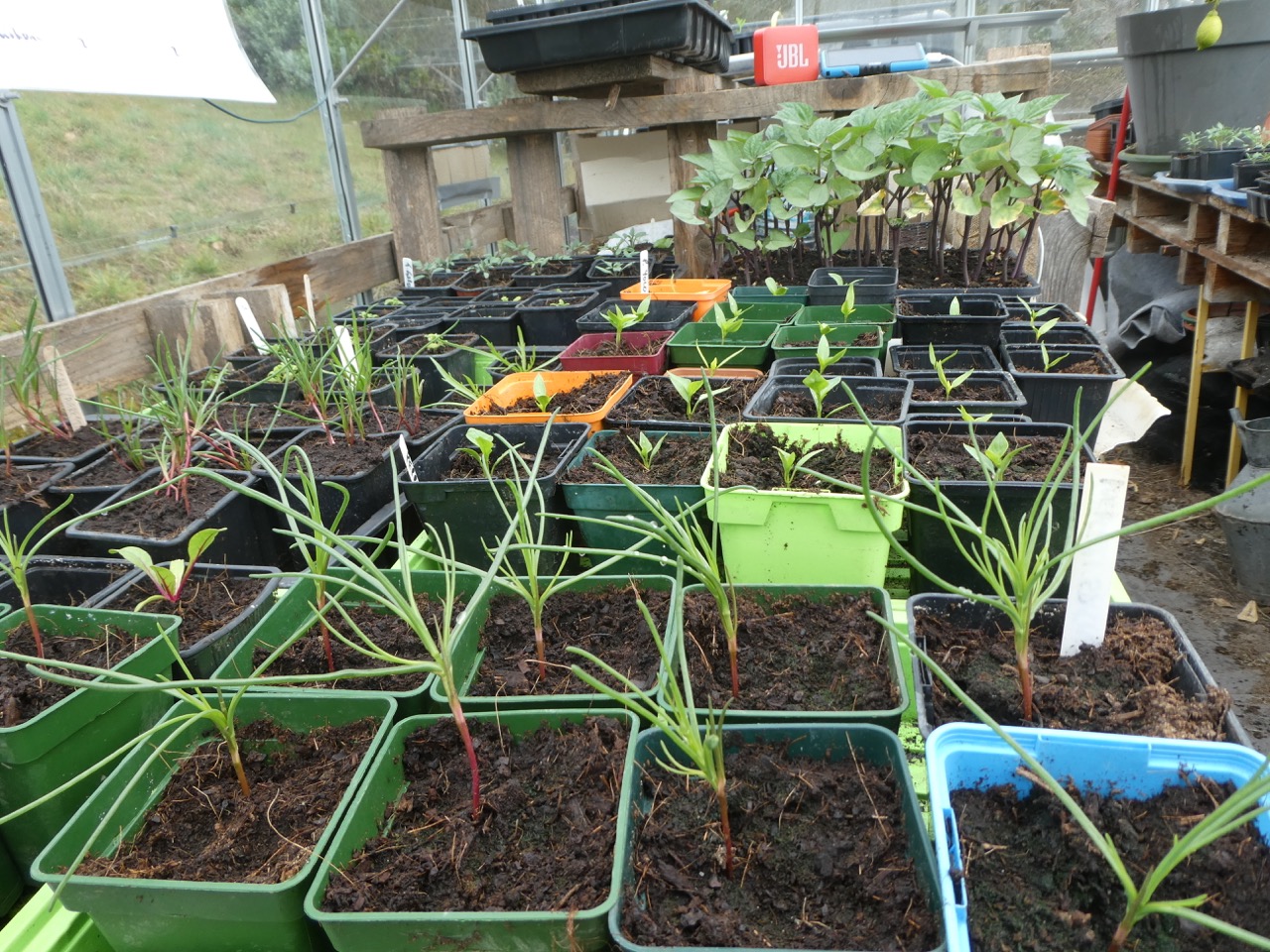 I then potted them on in very early March. Here they are in the foreground.