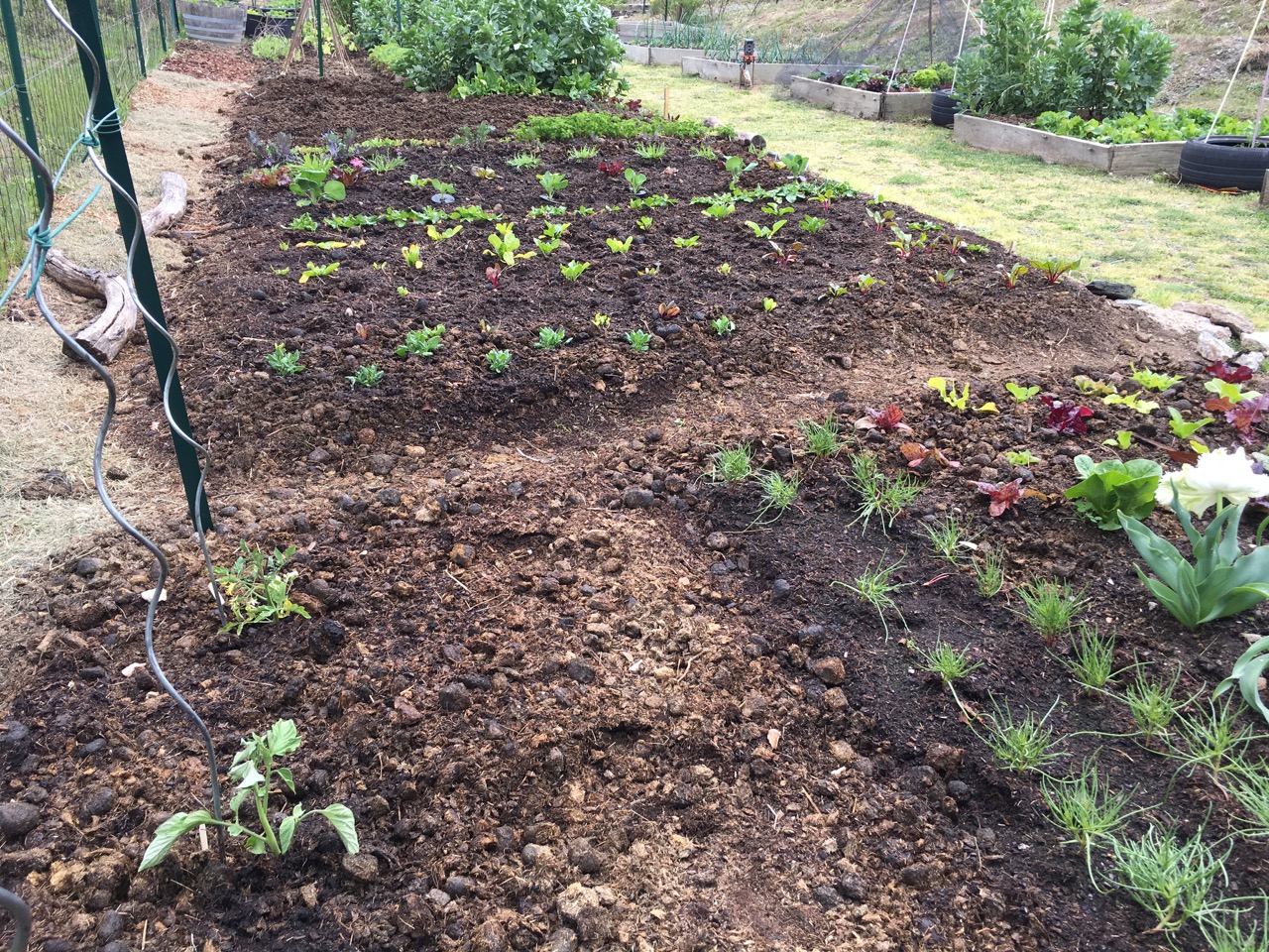 By the end of March they were in the ground and growing on nicely. Seen here bottom right.