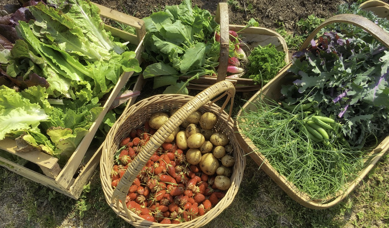 Here they are after harvesting in the trug on the right.