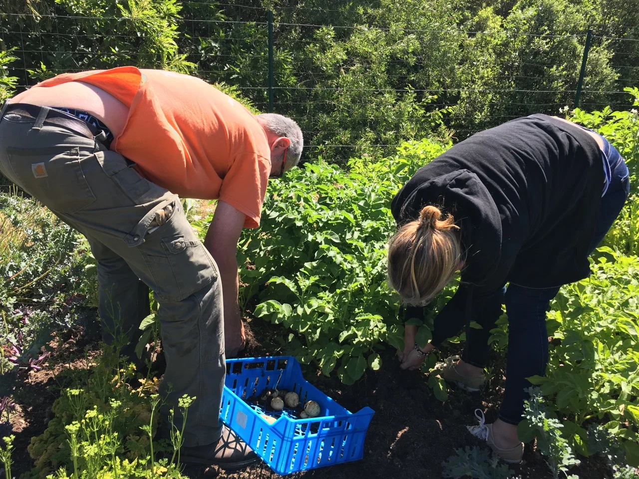 Miles & Joss picking spuds