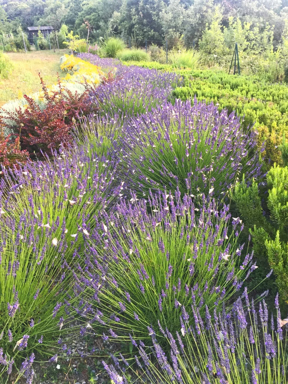 At about 7:30am this morning, lavender covered in box tree moth (Cydalima perspectalis)