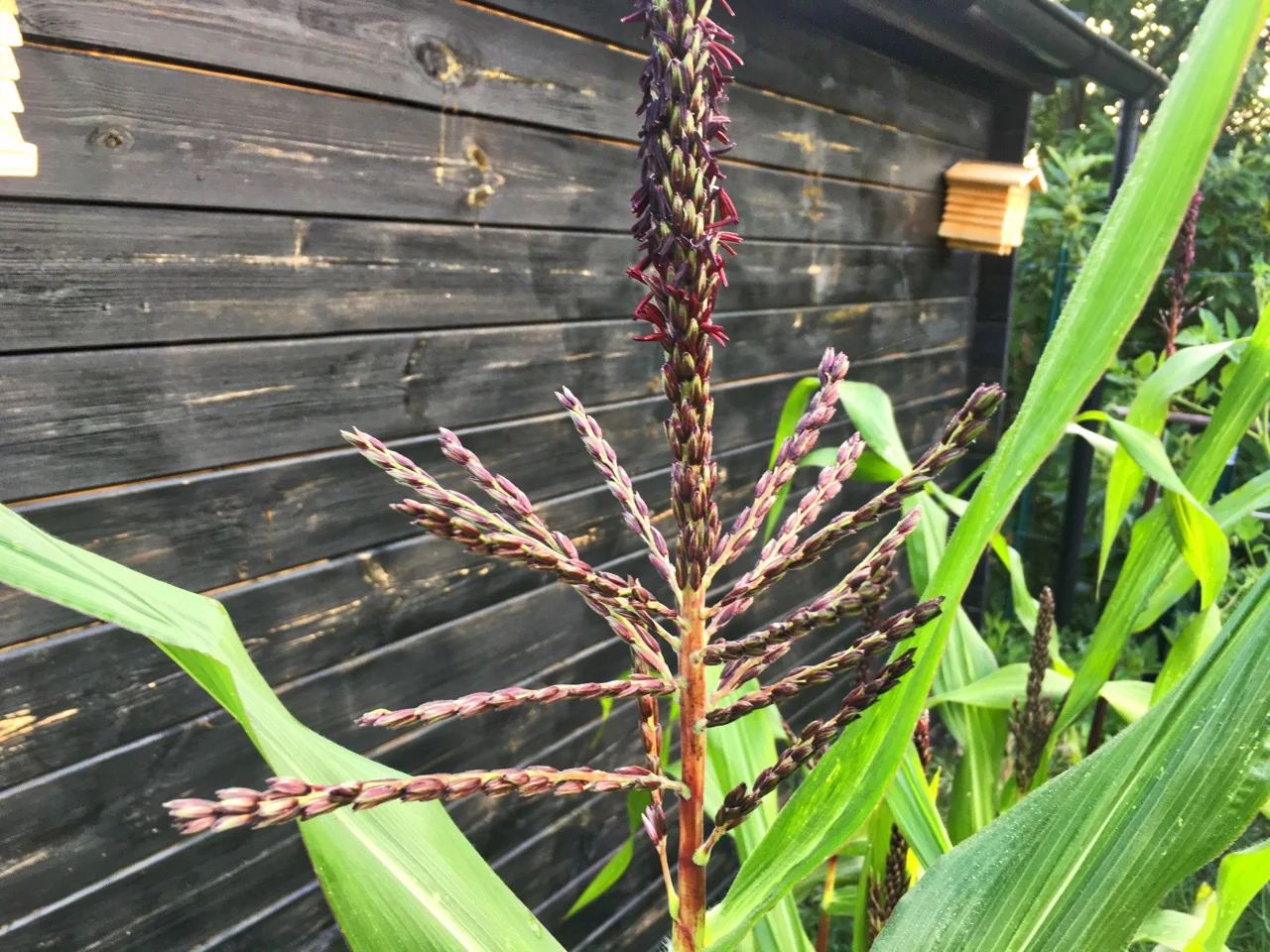 Whilst I was in a pollinating kind of a mood I shook all the red sweetcorn to release powdery pollen from the male tassels into the air.
