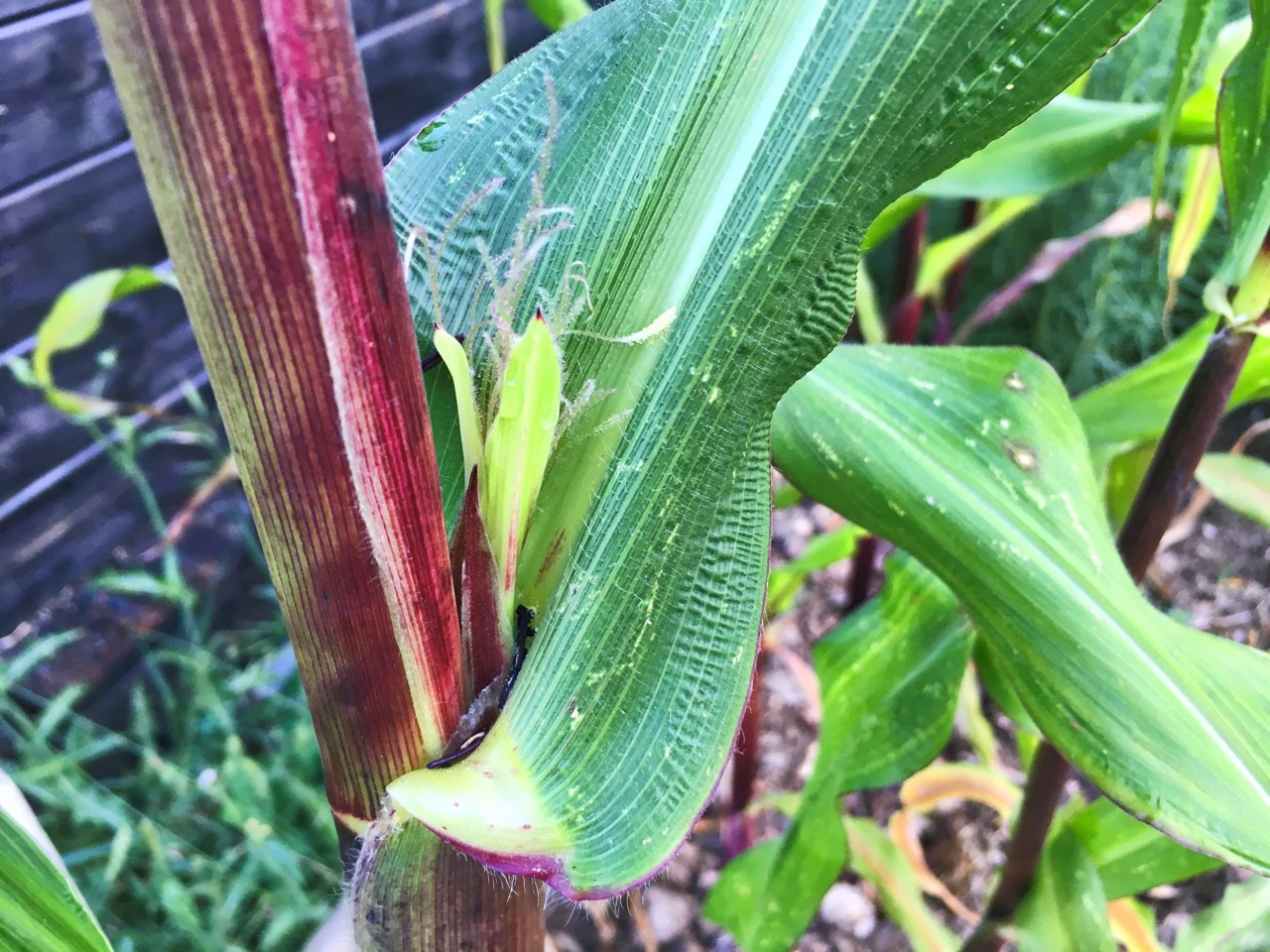 With a bit of luck it will fall into the waiting silk of the female flowers below.