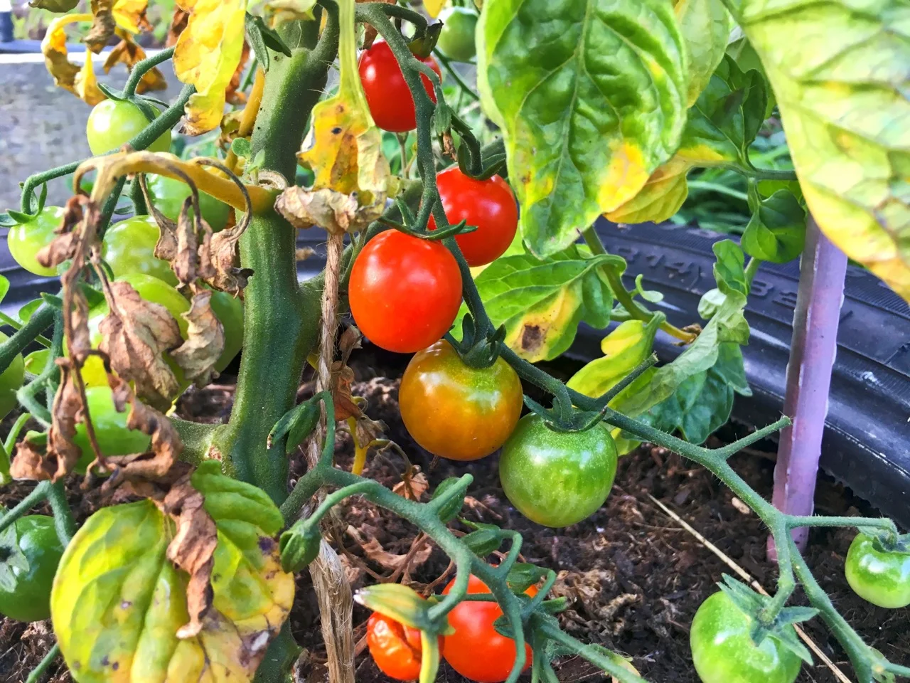 You can see the damage the extreme heat of last week has done to the tomato leaves but they seem to be doing ok and producing sweet fruit.