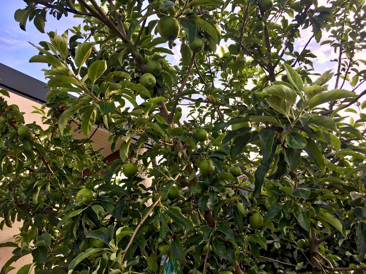 I’m hoping that an early application of Bacillus thuringiensis will have seen off the codling moth that has plagued our apples in previous years. This tree has been planted in our old vineyard, dug up and moved with us when we built this house, then dug up and replanted when I realised we needed its space for a pool. I’m delighted that it seems to have forgiven us all that disruption. It has a bumper crop so far this year. My fingers are firmly crossed.