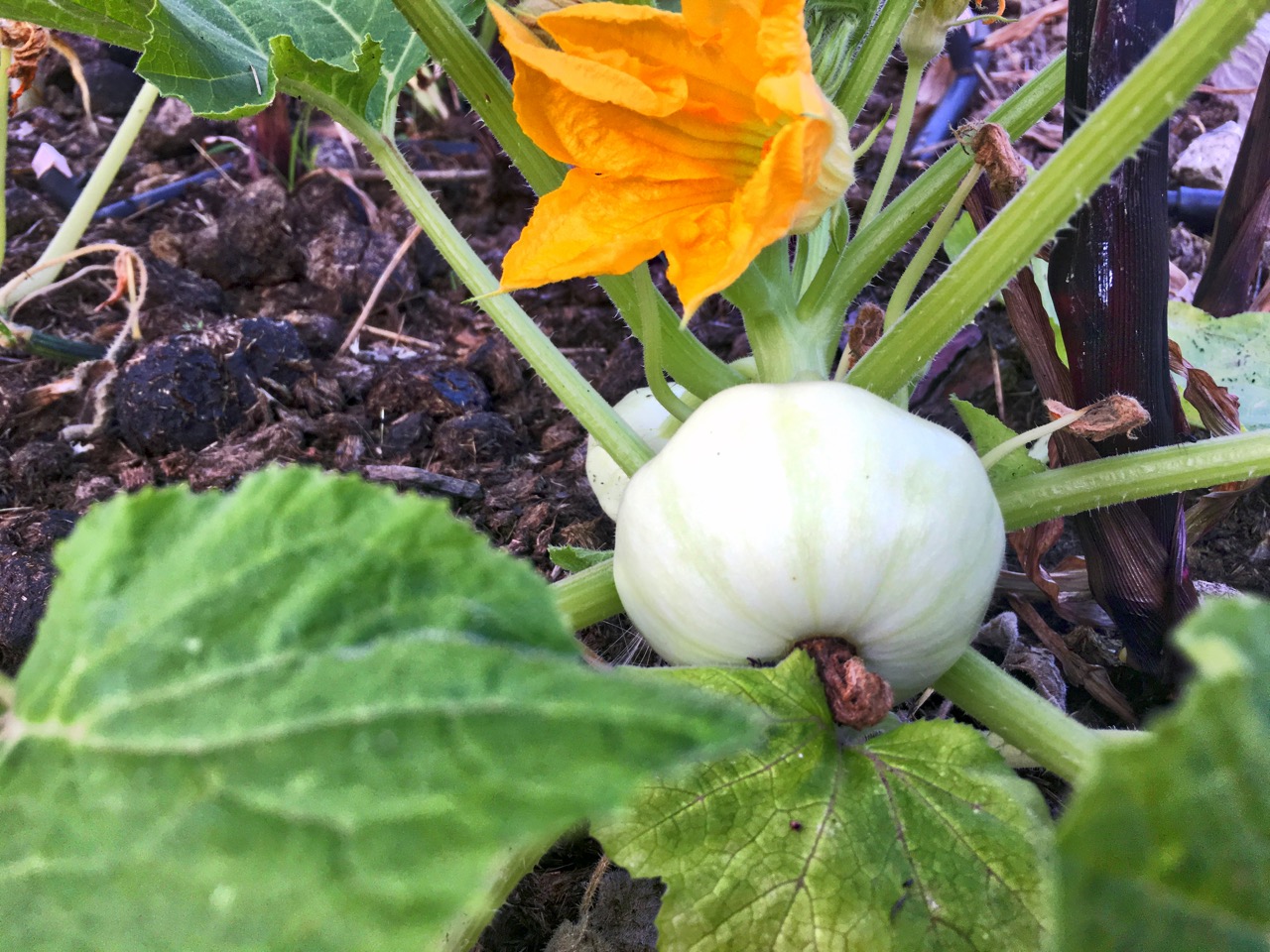 so that we have more patty pans and other courgettes