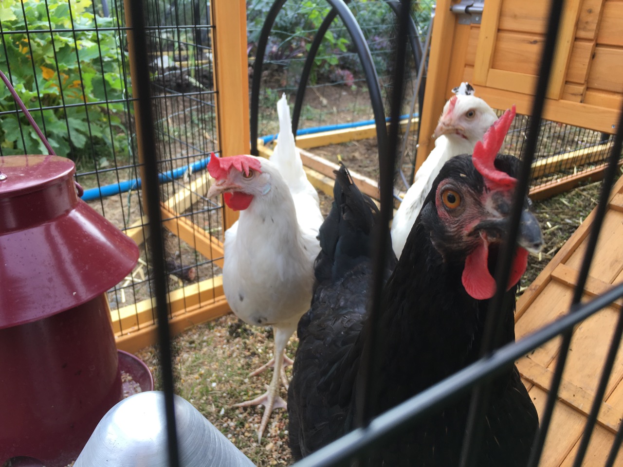 L-R Blucia & Brighton & in the foreground Blackpoule.