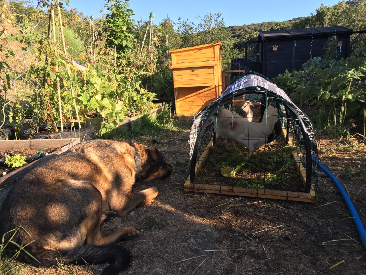 Scout is transfixed by the hens.