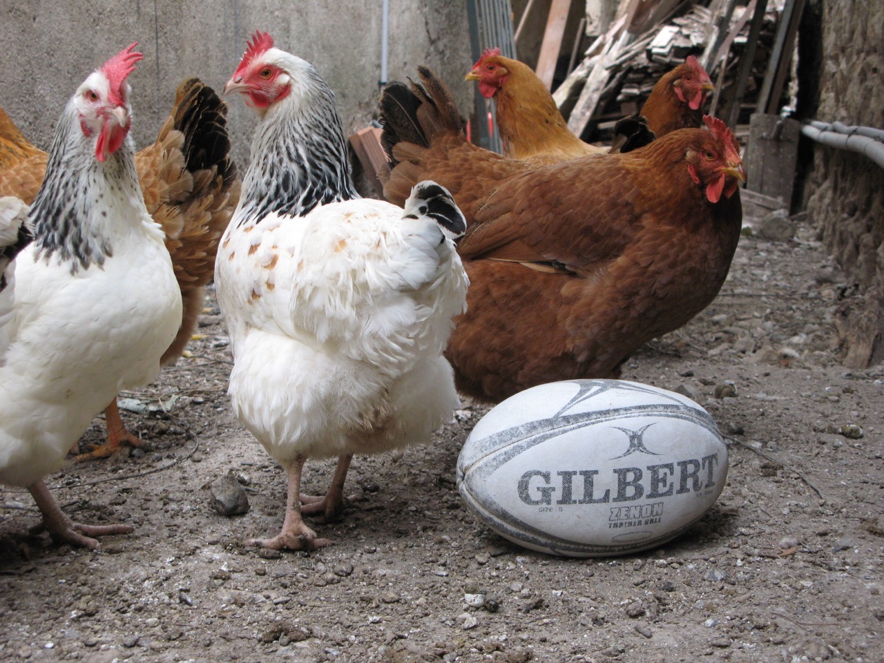At our last house here in France we had more Sussex and some straightforward brown French hens. Like all French in this area, they were rugby fans.