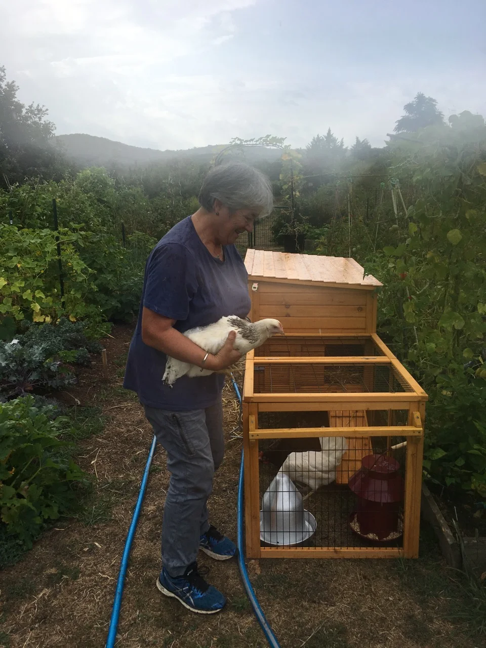 Here I am introducing Brighton to her new home on the day the hens arrived. It rained for ten seconds - the first time for months. Hence the blurry photo.
