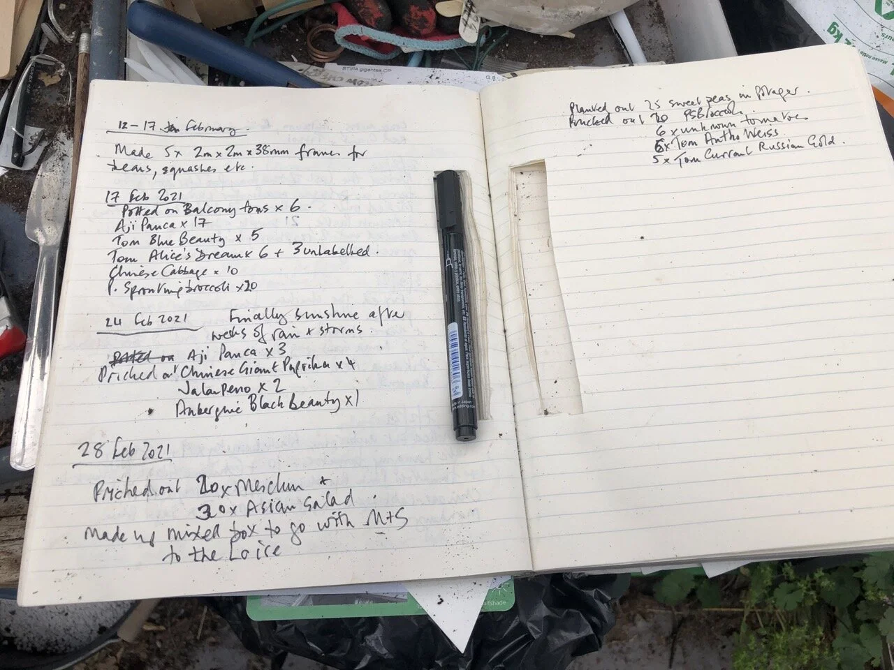 Last day of the month and loads more seedlings. Comme d’habitude there will be enough for the entire hamlet and half the Languedoc. But who can throw away a seedling that has so recently burst from the soil? That struggle for life has to be respecte…