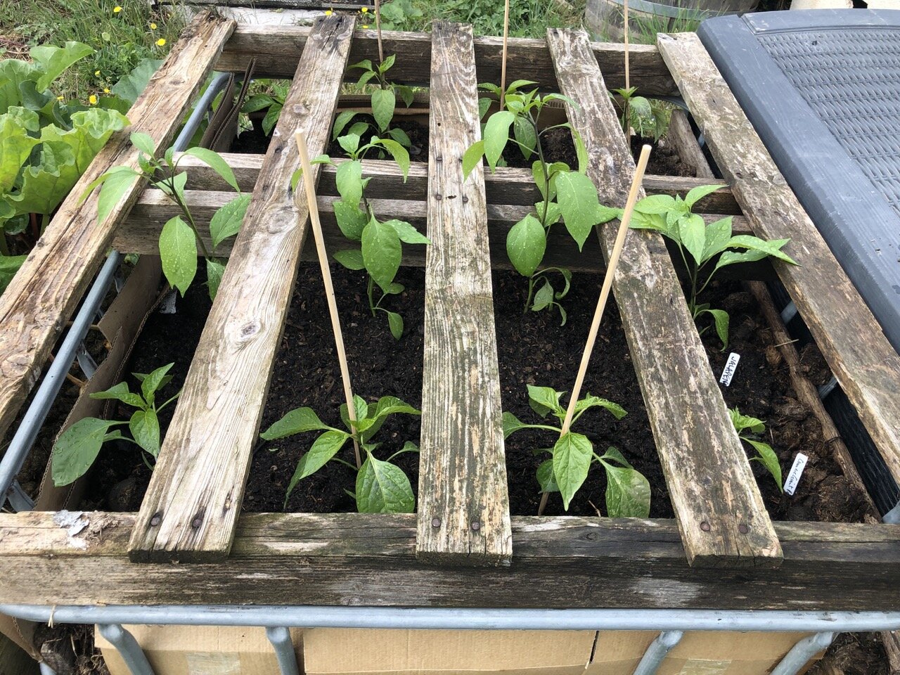 Various peppers