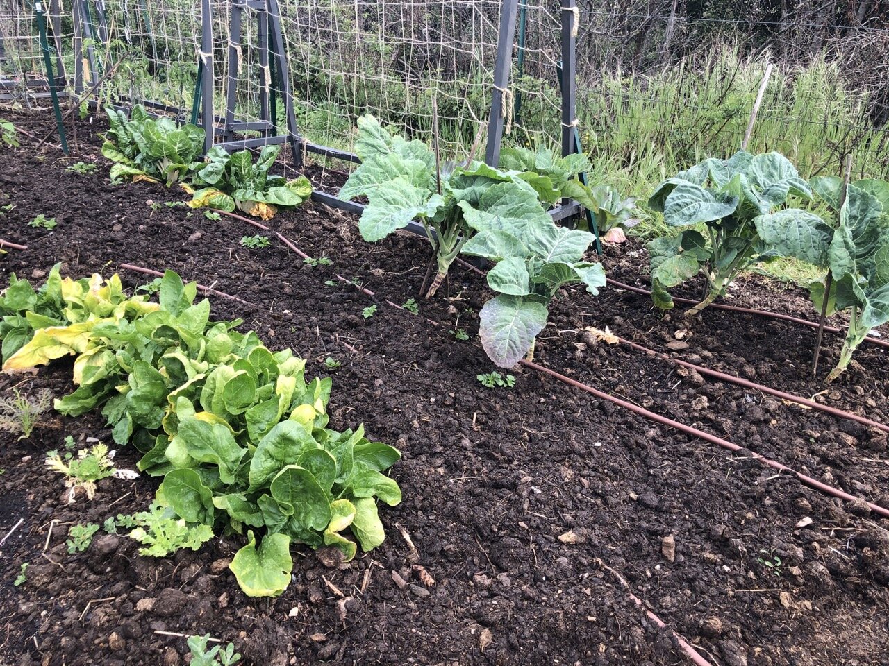 Asturian Tree Cabbages