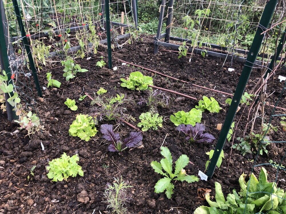 Various salads