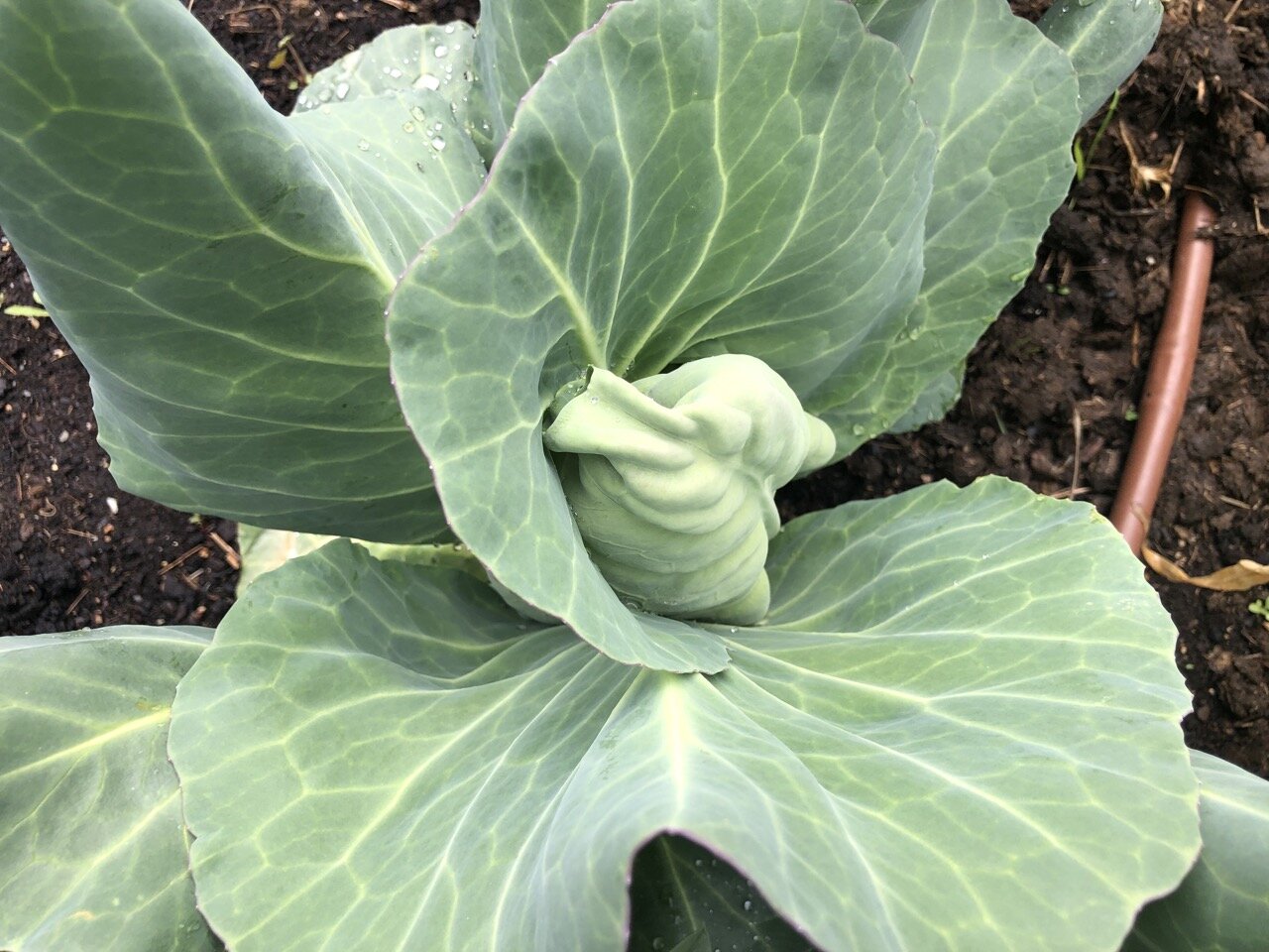 Pointy cabbage