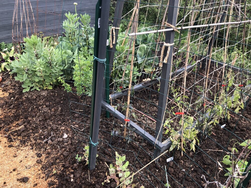 The first tomato plants...