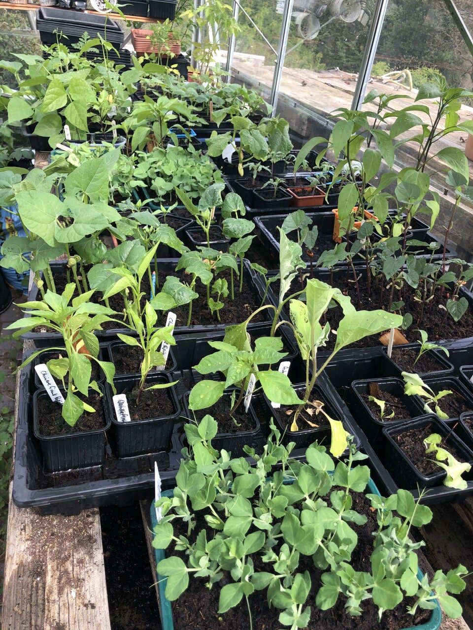 Still plenty in the greenhouse