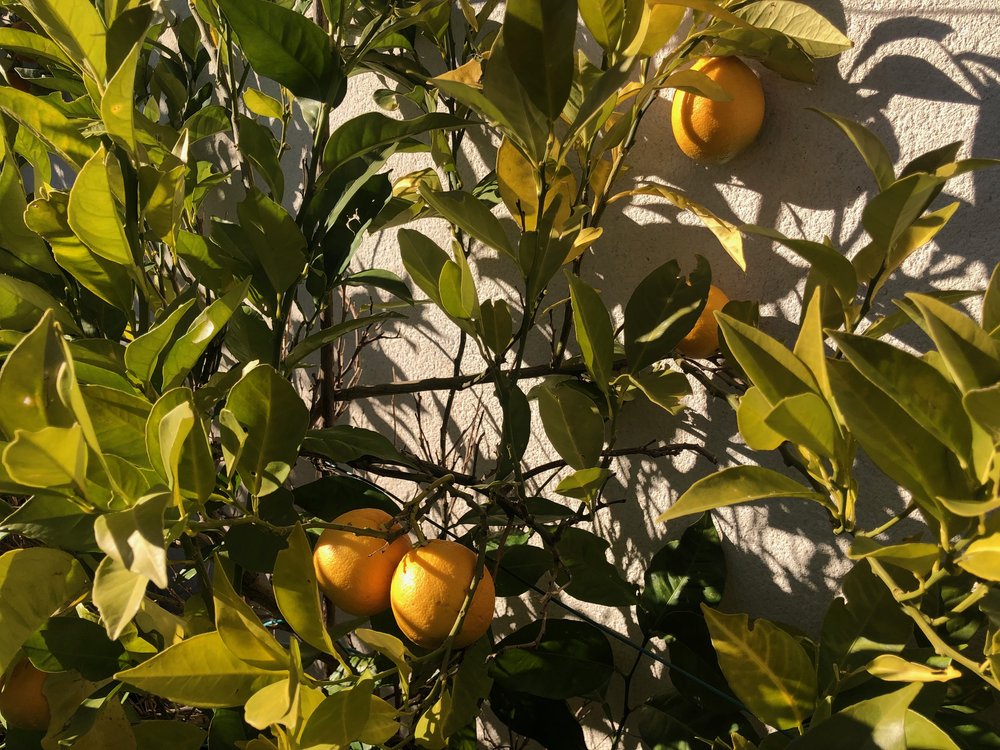 First oranges nine years after planting